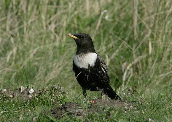 Ring Ouzel Turdus torquatus