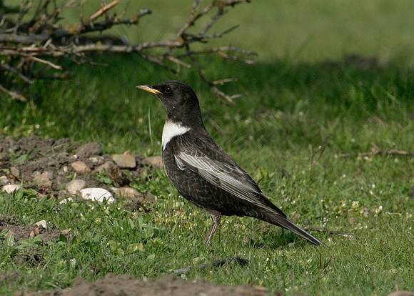 Ring Ouzel Turdus torquatus