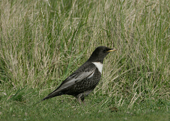 Ring Ouzel Turdus torquatus