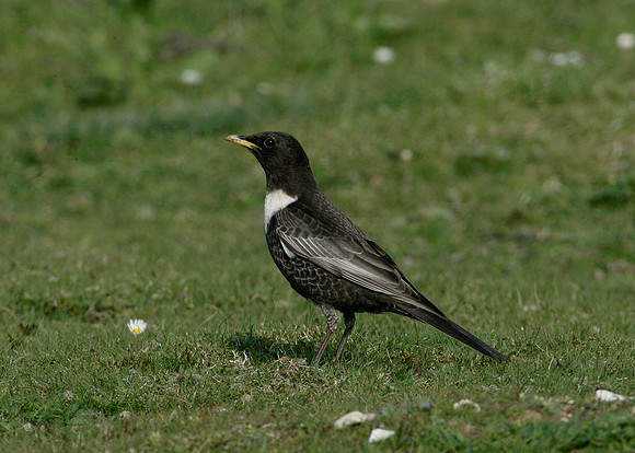 Ring Ouzel Turdus torquatus