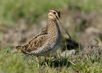 Snipe Gallinago gallinago
