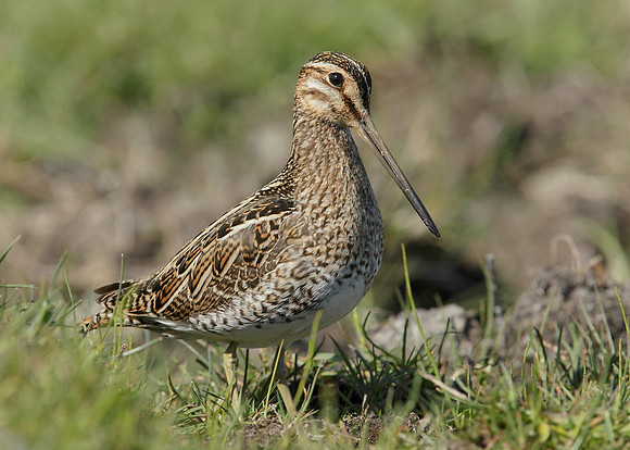 Snipe Gallinago gallinago