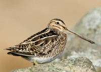 Snipe Gallinago gallinago