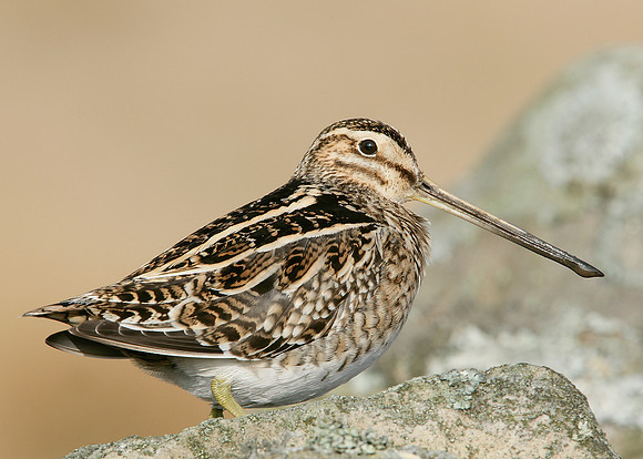 Snipe Gallinago gallinago