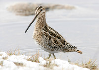 Snipe Gallinago gallinago