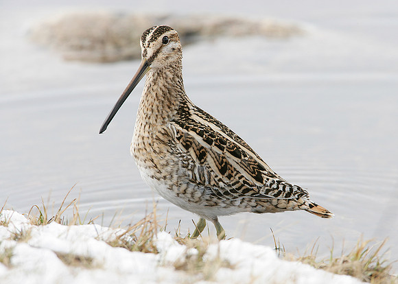 Snipe Gallinago gallinago