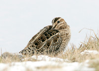 Snipe Gallinago gallinago