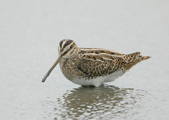 Snipe Gallinago gallinago