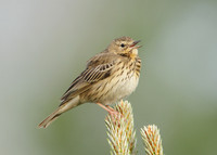Tree Pipit Anthus trivialis