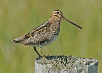 Snipe Gallinago gallinago