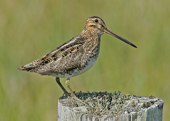 Snipe Gallinago gallinago