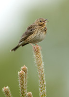 Tree Pipit Anthus trivialis