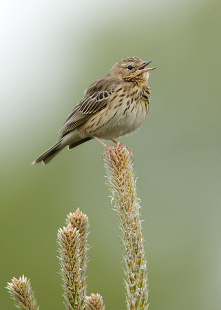 Tree Pipit Anthus trivialis