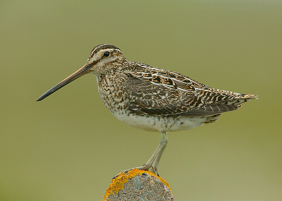 Snipe Gallinago gallinago