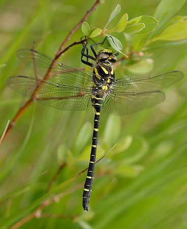 Golden-ringed Dragonfly Cordulegaster boltonii