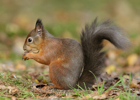 Red Squirrel Sciurus vulgaris