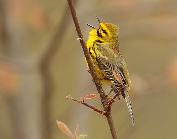 Prairie Warbler Setophaga discolor