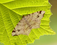 70.211 BF1889 Peacock Moth Macaria notata