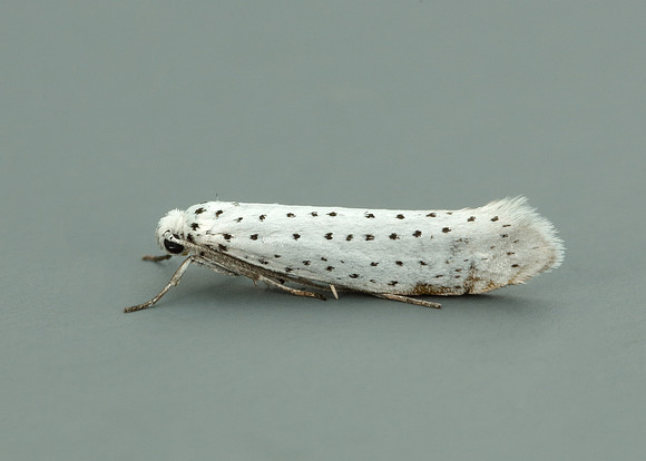 16.001 BF424 Bird-cherry Ermine Yponomeuta evonymella