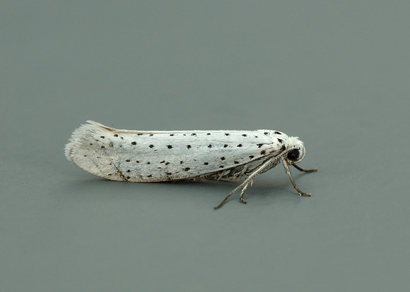 16.001 BF424 Bird-cherry Ermine Yponomeuta evonymella