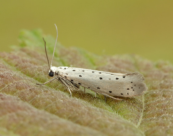 16.002 BF425 Orchard Ermine Yponomeuta padella