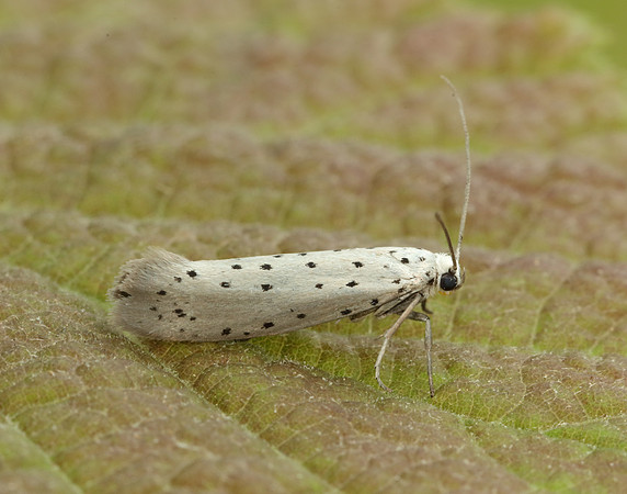16.002 BF425 Orchard Ermine Yponomeuta padella
