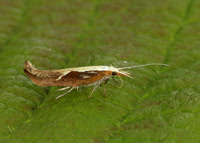 17.003 BF453 Honeysuckle Moth Ypsolopha dentella