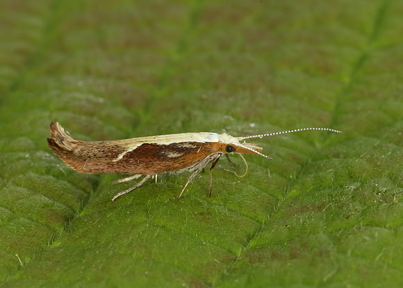 17.003 BF453 Honeysuckle Moth Ypsolopha dentella
