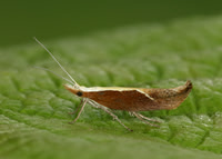 17.003 BF453 Honeysuckle Moth Ypsolopha dentella