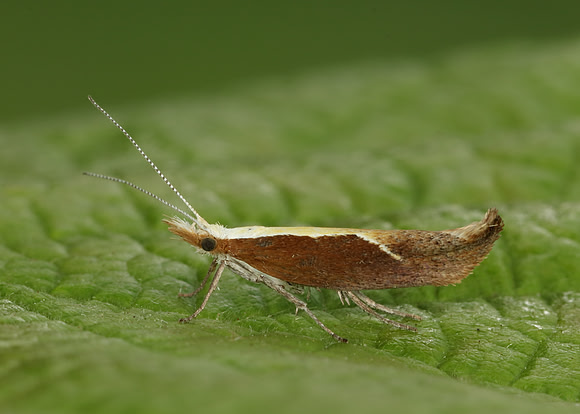 17.003 BF453 Honeysuckle Moth Ypsolopha dentella