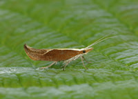 17.003 BF453 Honeysuckle Moth Ypsolopha dentella