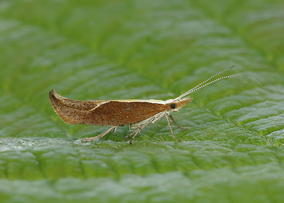 17.003 BF453 Honeysuckle Moth Ypsolopha dentella