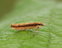 17.011 BF461 Ypsolopha ustella
