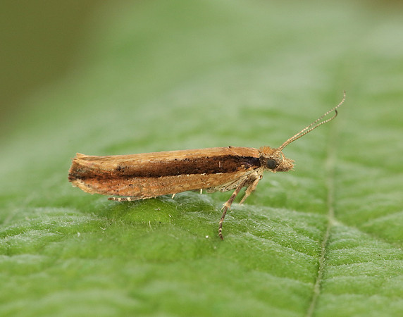 17.011 BF461 Ypsolopha ustella