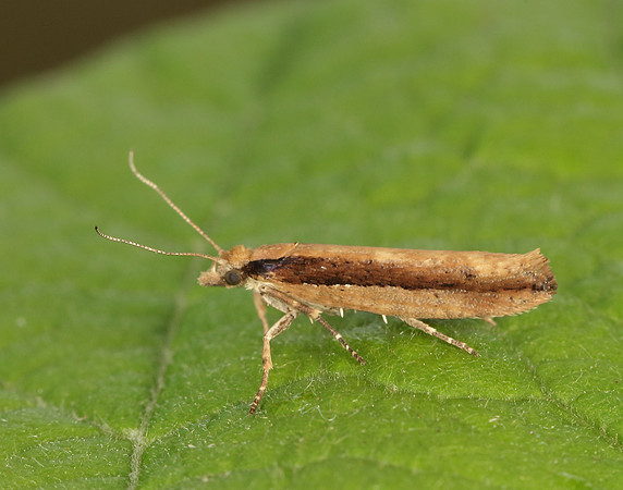 17.011 BF461 Ypsolopha ustella