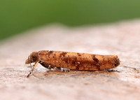 17.011 BF461 Ypsolopha ustella