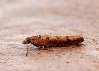 17.011 BF461 Ypsolopha ustella