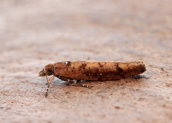 17.011 BF461 Ypsolopha ustella