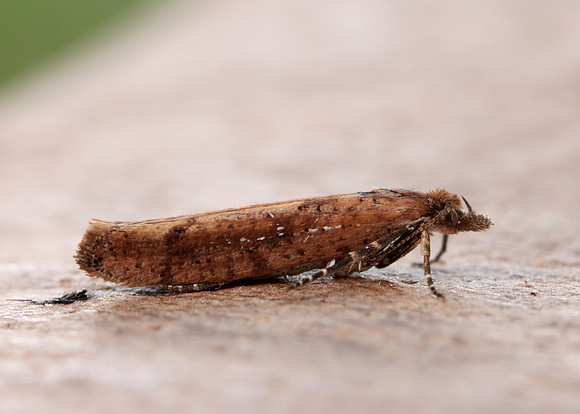 17.011 BF461 Ypsolopha ustella