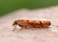 17.011 BF461 Ypsolopha ustella
