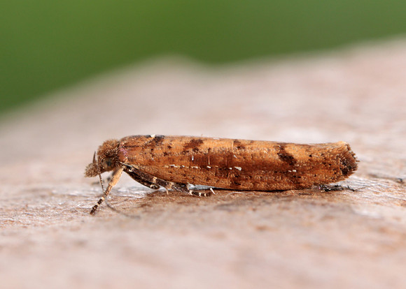 17.011 BF461 Ypsolopha ustella