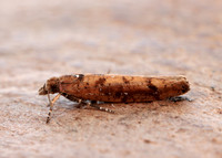17.011 BF461 Ypsolopha ustella
