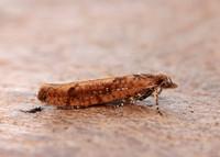 17.011 BF461 Ypsolopha ustella