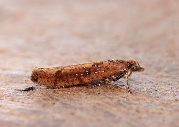 17.011 BF461 Ypsolopha ustella