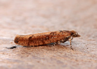 17.011 BF461 Ypsolopha ustella