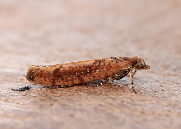 17.011 BF461 Ypsolopha ustella