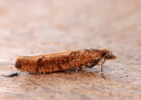 17.011 BF461 Ypsolopha ustella