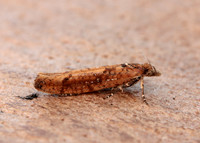 17.011 BF461 Ypsolopha ustella
