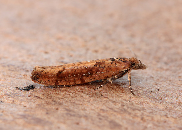 17.011 BF461 Ypsolopha ustella