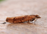 17.011 BF461 Ypsolopha ustella